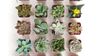 Succulent Gardens Crafternoon Tea Workshop with The Flower House