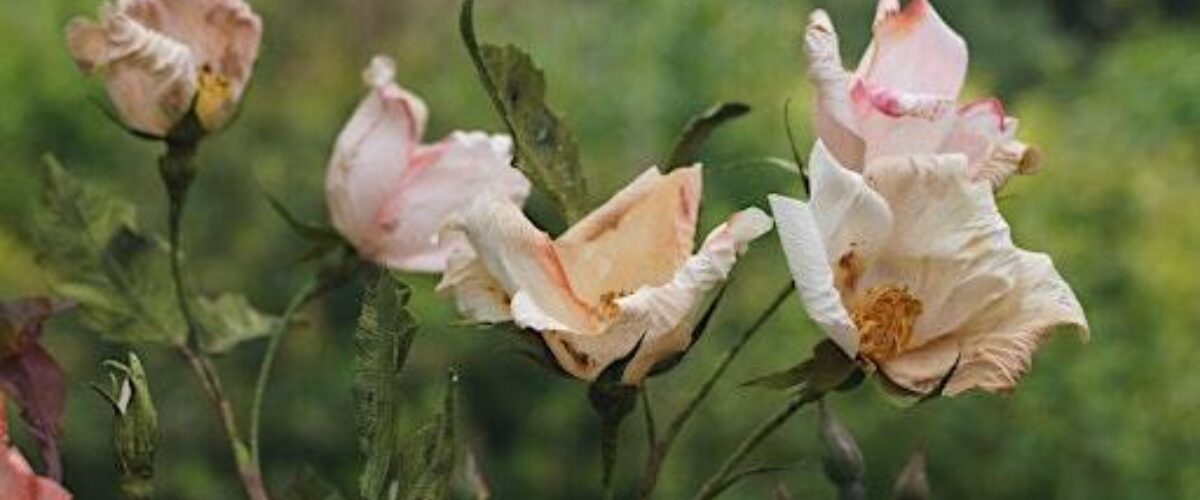 Wild Roses Florigami Crafternoon Tea